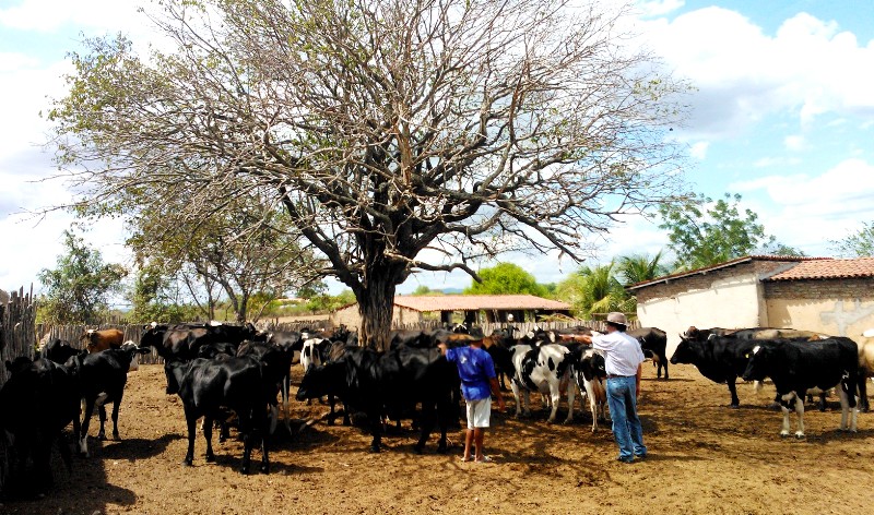 Sertão-Central: encerramento da campanha de vacinação contra aftosa