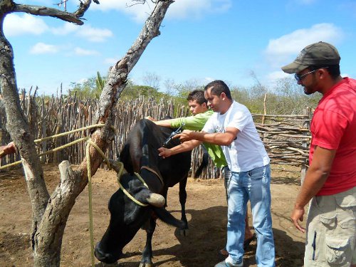 Parambu: Ematerce realiza Dia de Campo com jovens sobre vacinação contra aftosa