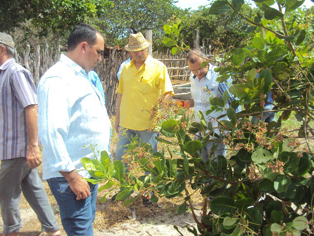Aracati: Missão Técnica do RN  conhece Programa de Substituição de Copas em Cajueiros