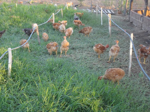Quiterianópolis: Ematerce orienta criação de galinha caipira