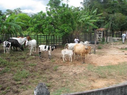 Cariri-Central: Ematerce e parceiros lançam 2ª etapa da vacinação contra aftosa