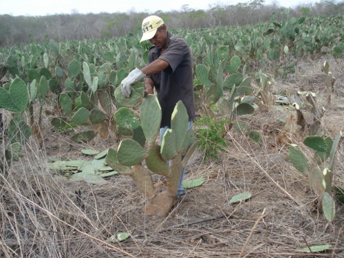 Garantia-Safra: 347 mil agricultores aptos a receber o benefício