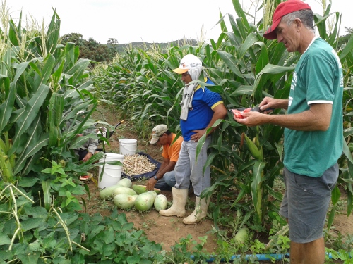 Quiterianópolis: agricultores dão lição de convivência com o semiárido