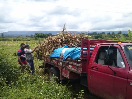 Crato: agricultores preparam reserva estratégica de forragem