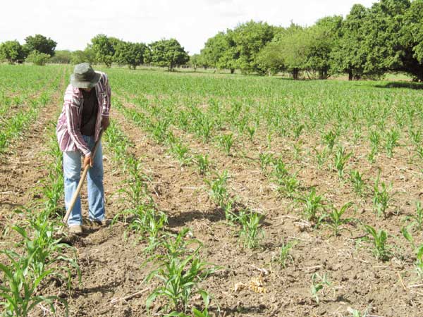 Sertões de Canindé: agricultores familiares aderem ao Programa Hora de Plantar