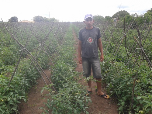 Assaré: área de tomate irrigado por gotejamento