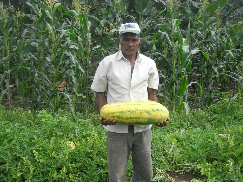 Sobral: agricultor colhe Melancia com as cores da camisa da seleção brasileira