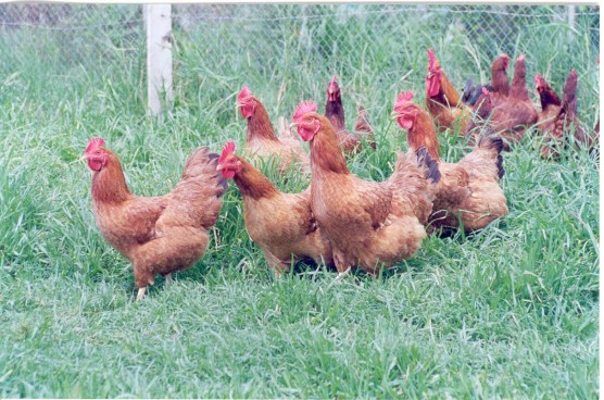 Paramoti: Ematerce em Dia de Campo sobre Avicultura Caipira