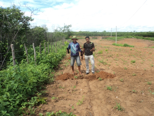 Paramoti: Ematerce distribui mudas de cajueiro