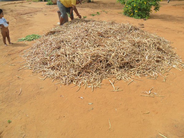 Jardim: agricultores colhem feijão macassar e plantam milho híbrido
