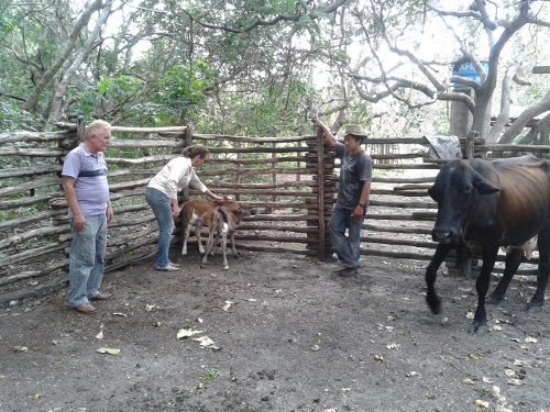 Camocim: técnicos constatam caso raro na genética animal