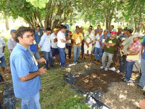 Groaíras: Ematerce realiza Dia de Campo sobre Fenação de Mata-Pasto