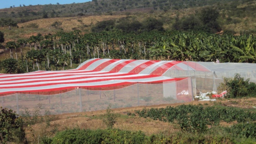 Ematerce e Agropolos implantam projeto de cultivo protegido