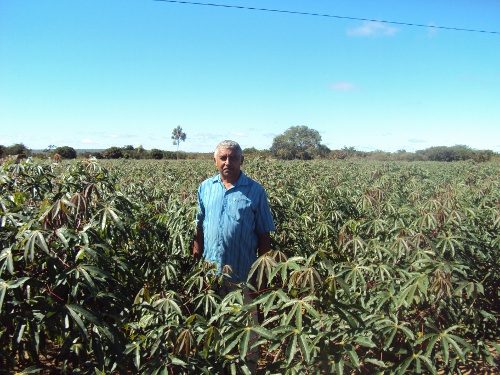 Jardim -Ce produz mandioca com boa produtividade