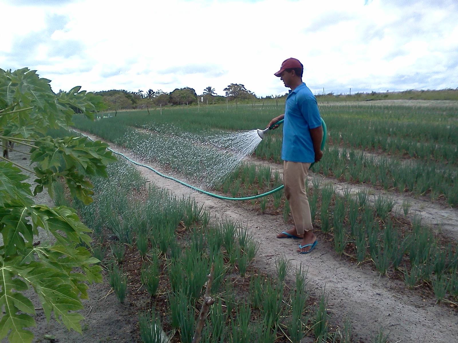 Paracuru: agricultores, assistidos pela Ematerce, transformam quintais em hortas produtivas