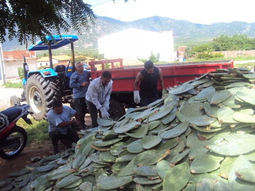 Sobral: Ematerce distribui sementes de palma forrageira