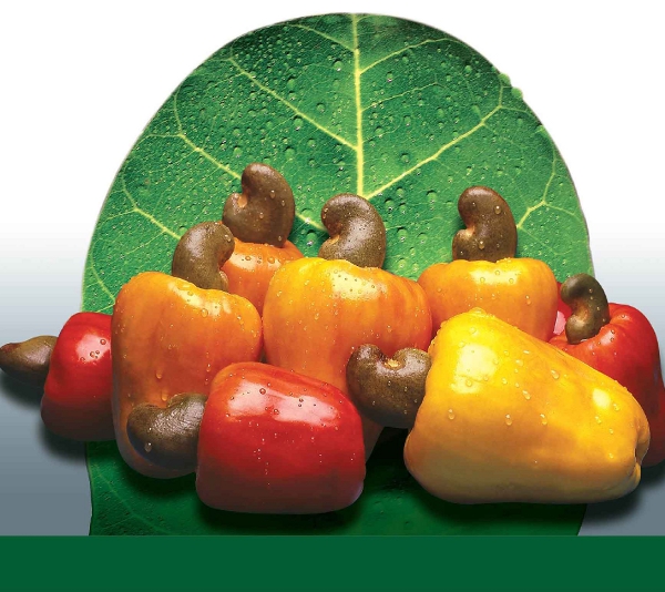 Ematerce no 12º Caju Nordeste em Cascavel