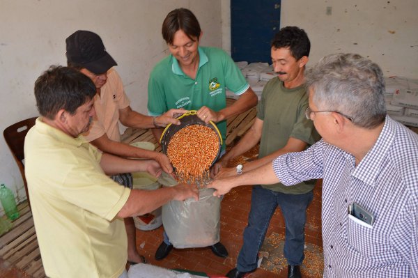Cedro: sucesso na distribuição de sementes do Programa Hora de Plantar