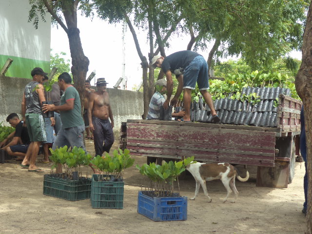 Aracoiaba: Ematerce entrega mudas de cajueiro-anão precoce