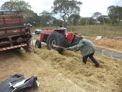 Ematerce orienta plantio e armazenamento de forragem em Aracoiaba