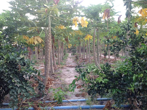 Ematerce orienta comunidade na zona do carrasco,na serra da Ibiapaba