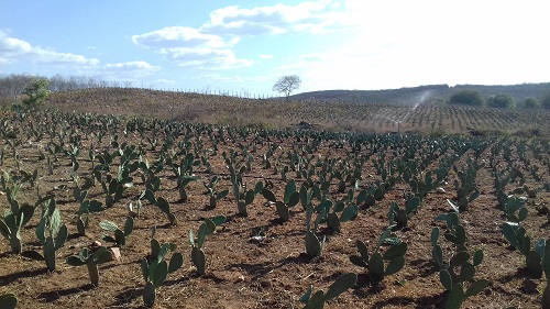 Pentecoste: Ematerce implanta palma forrageira gigante
