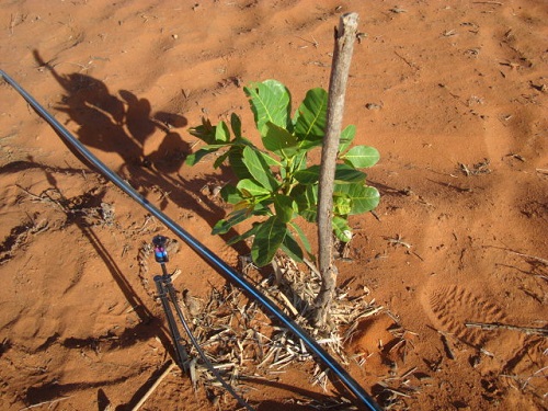 Técnico da Ematerce escreve sobre o Programa de Irrigação na Agricultura Familiar-PIAF