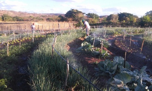 Quiterianópolis e Nova Russas: técnicos da Ematerce e agricultores participam de intercâmbio