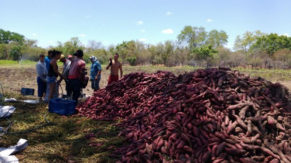 Mauriti: Ematerce destaca cultivo de batata-doce