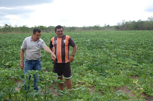 Produtor planta maxixe e quiabo na zona do carrasco em Viçosa do Ceará