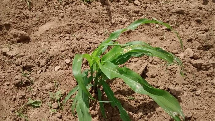 Solonópole: Ematerce orienta controle biológico da lagarta do cartucho