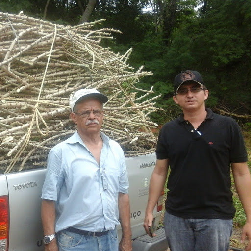 Santana do Cariri: Ematerce entrega manivas-semente de Mandioca