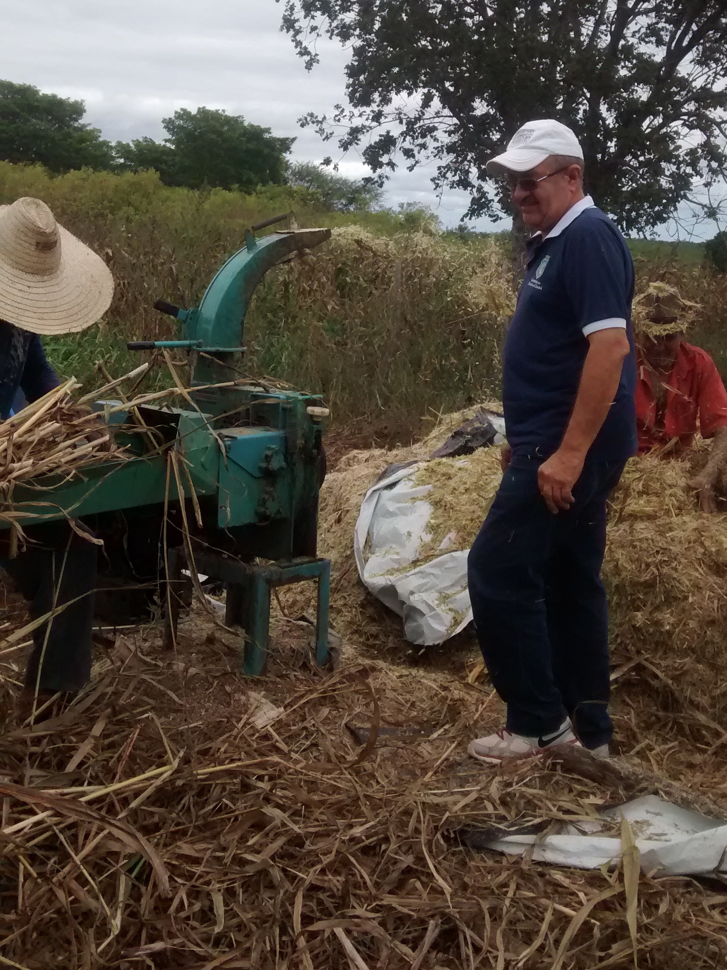 Cedro: Agricultores, assistidos pela Ematerce, fazem ensilagem de Sorgo Forrageiro x Capim Elefante
