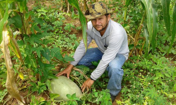 Mucambo: agricultor planta Melancia consorciada com milho e feijão