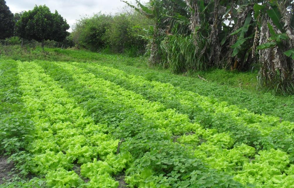 Ematerce contribui para preservação do Meio Ambiente