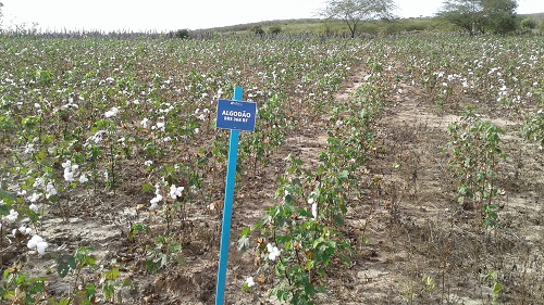 Ematerce realiza dia de campo sobre algodão,em Quixeramobim