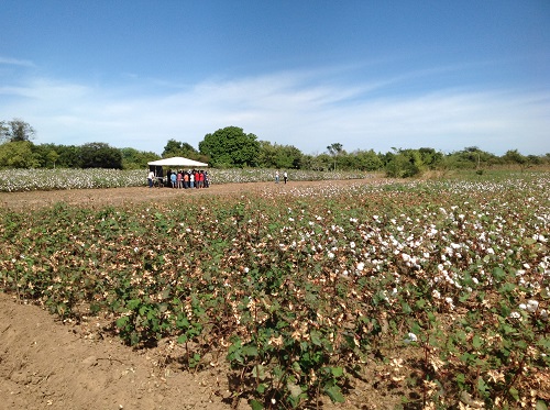 Ematerce e Embrapa realizam dia de campo sobre algodão,em Iguatu-CE