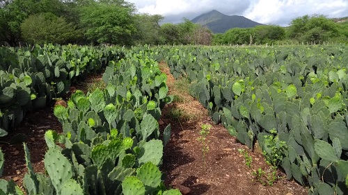 Ematerce e SDA realizam Dia de Campo na Fazenda Normal,em Quixeramobim