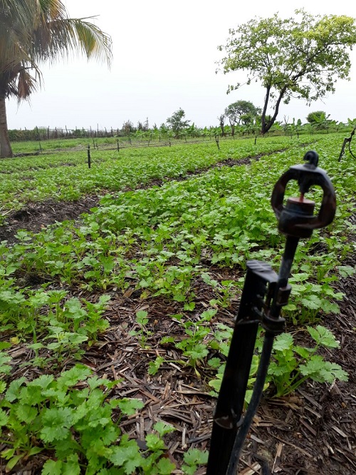 Ematerce executa projetos de irrigação em pequenas propriedades rurais