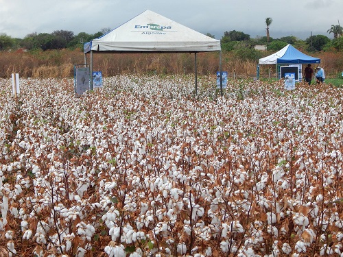 Embrapa promove Dia de Campo em Barbalha