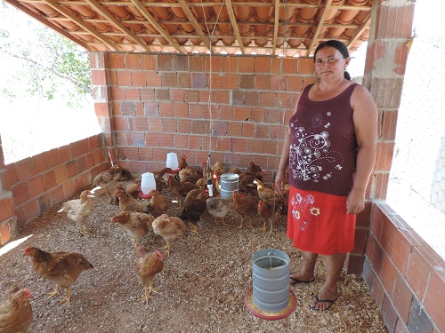 Produtoras da Serra investem em Avicultura