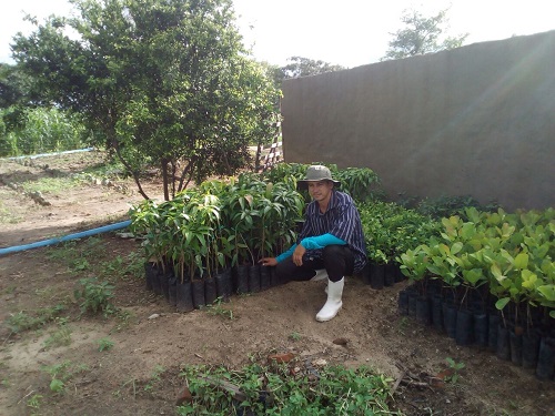 Produtores em Madalena recebem mudas frutíferas