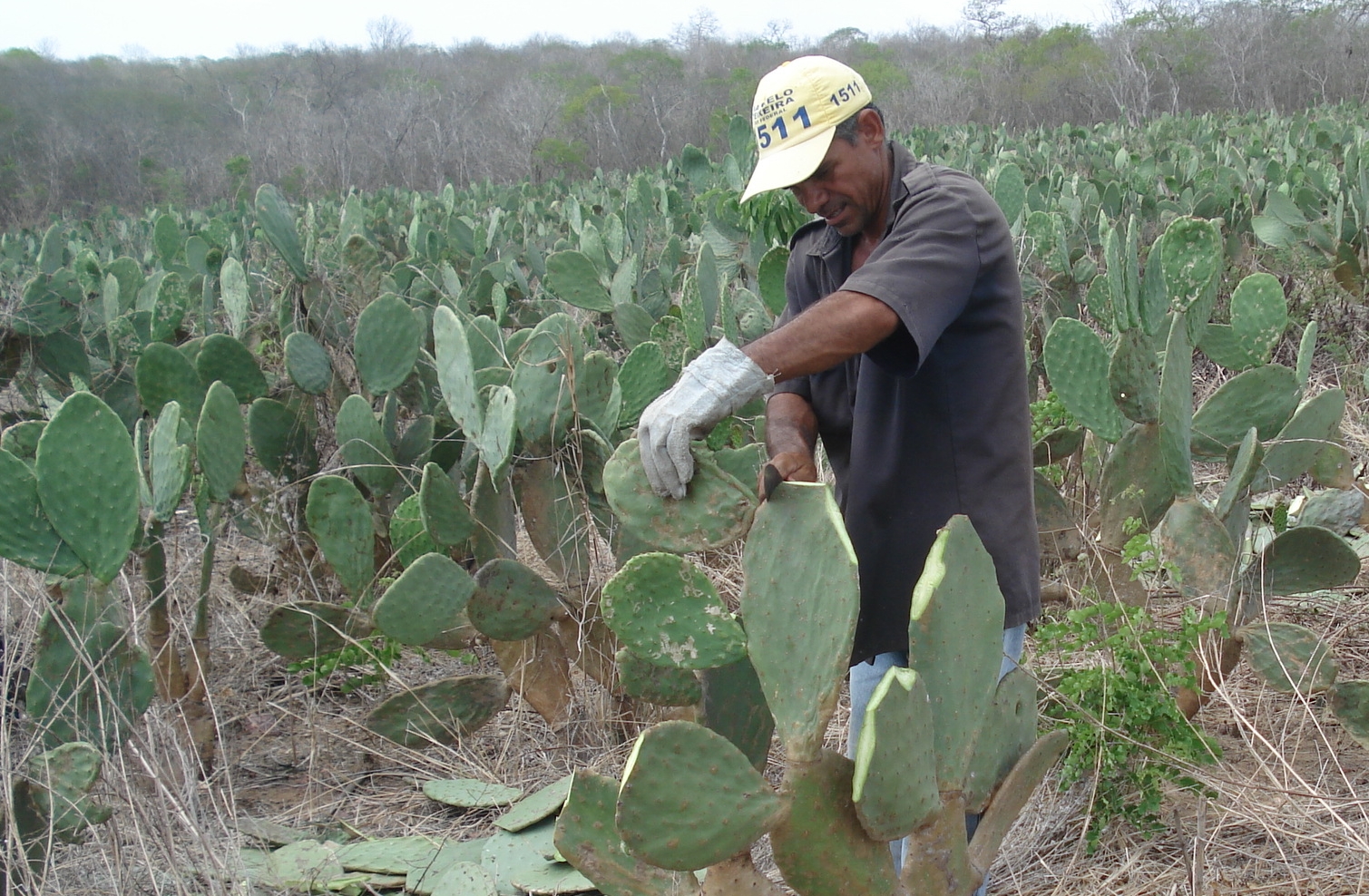 Boa Viagem: Ematerce participa de Dia de Campo sobre palma forrageira