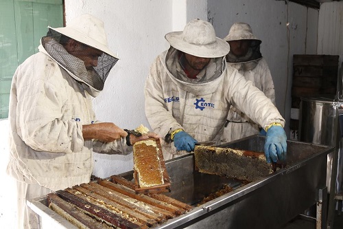 Projeto de Apicultura incrementa produção em Madalena