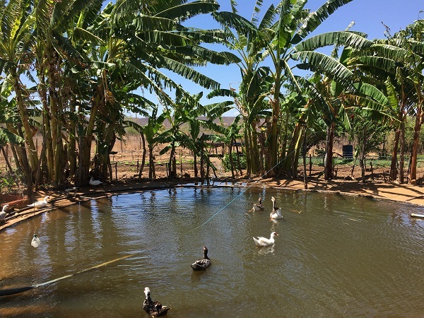 Dia do Meio Ambiente: Ematerce ajuda a preservá-lo