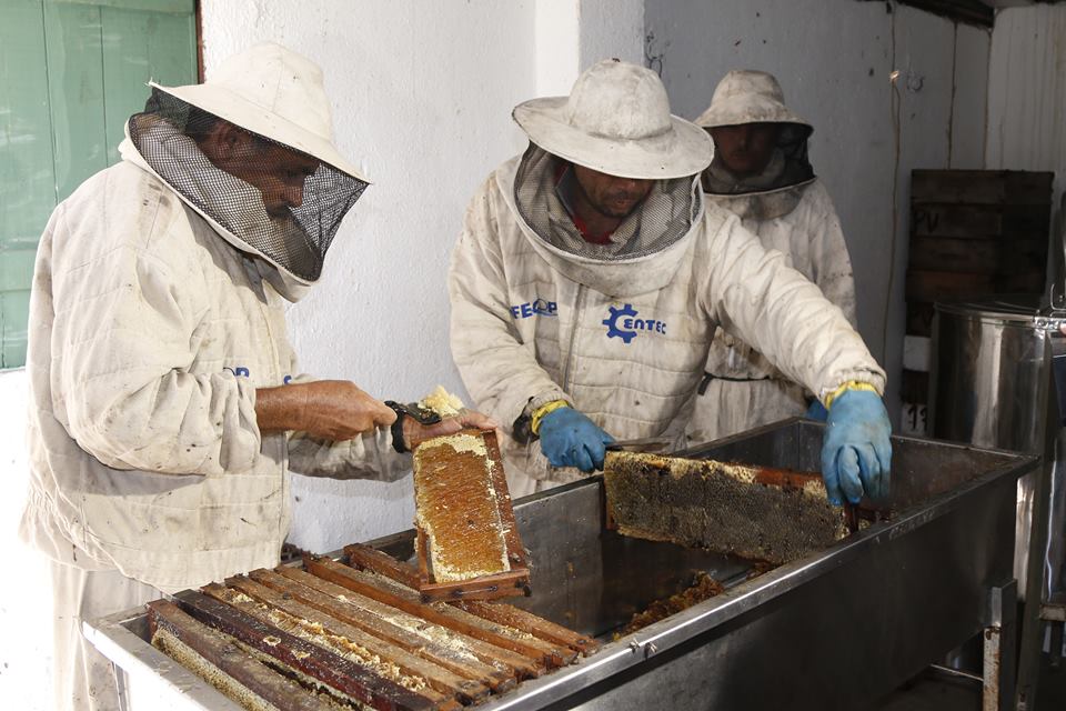 Associações Apícolas e apicultores fundam Federação da Apicultura no Ceará