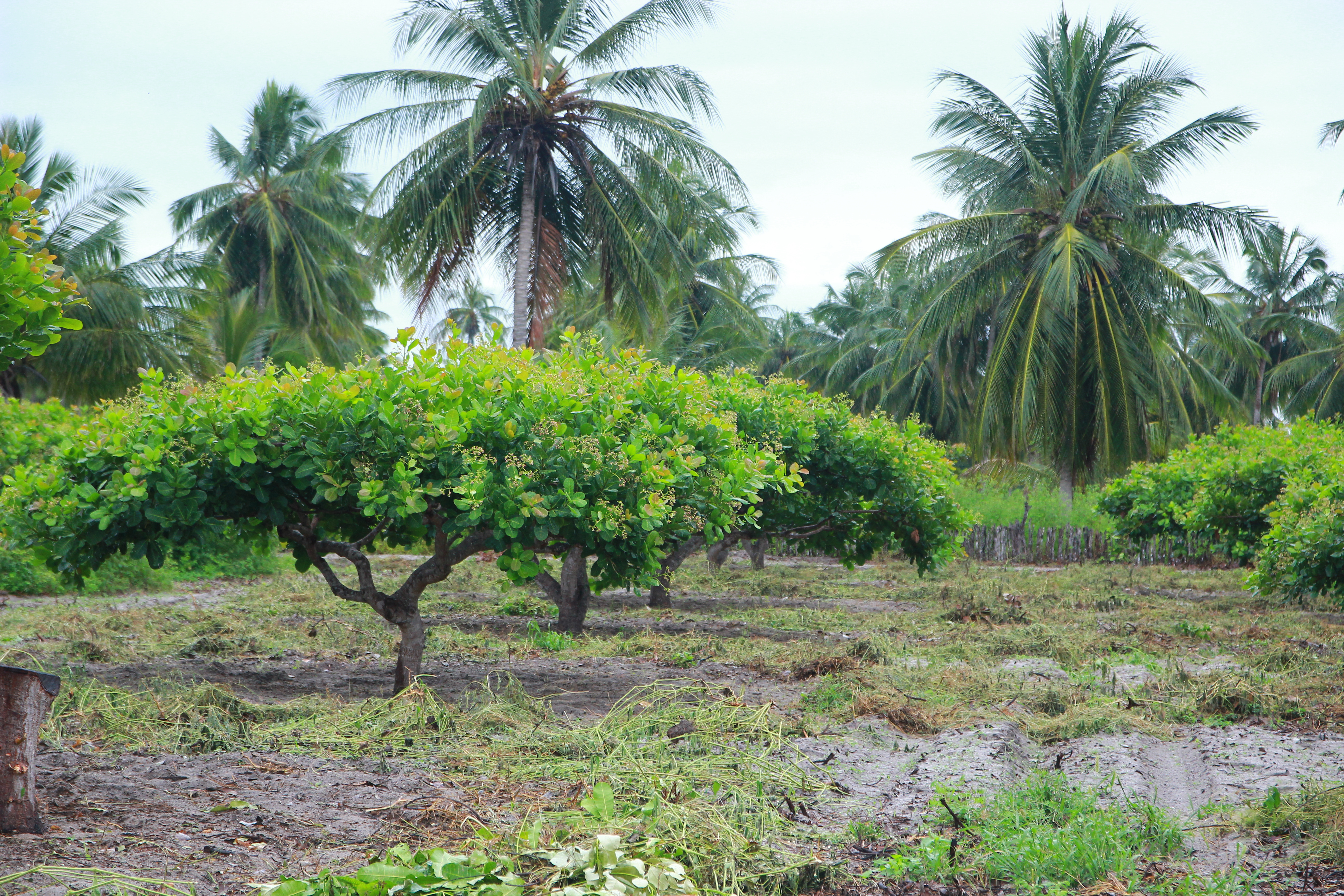 Embrapa e Ematerce realizam Dia de Campo sobre poda em cajueiro