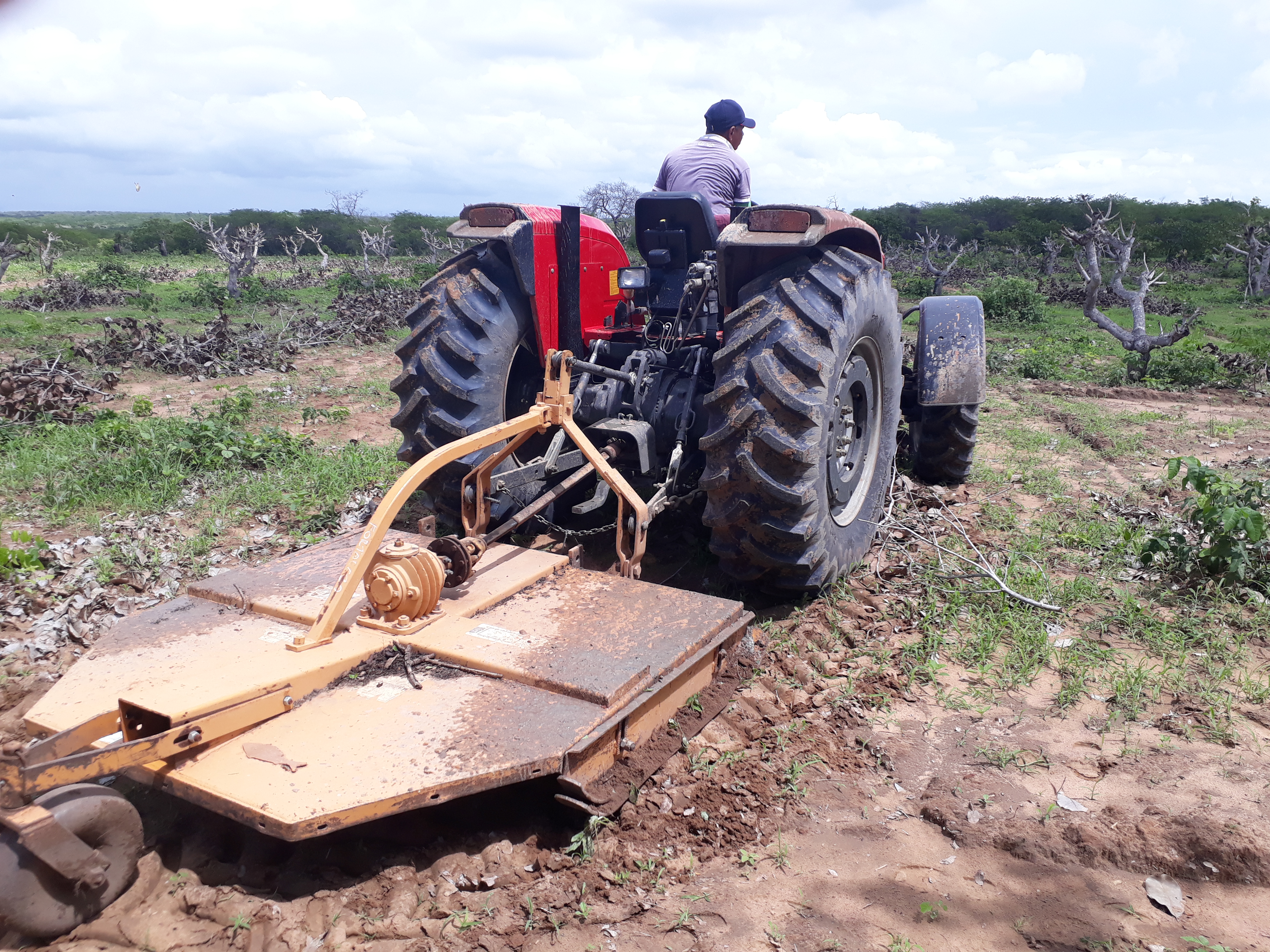 Dia de Campo da poda do cajueiro movimenta produtores em Ocara