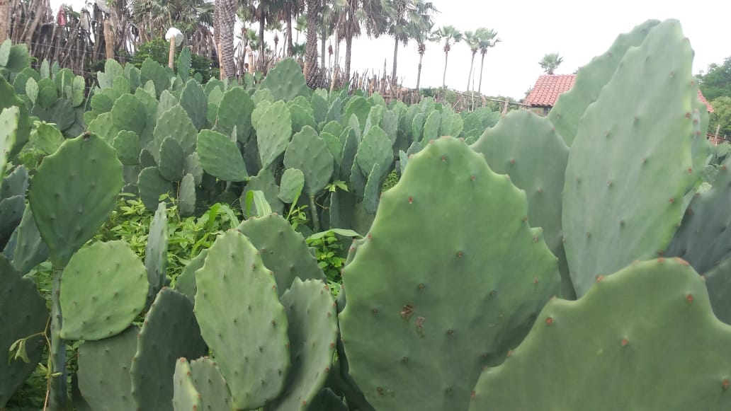 Ematerce incrementa Ater da palma forrageira para agricultores em Moraújo