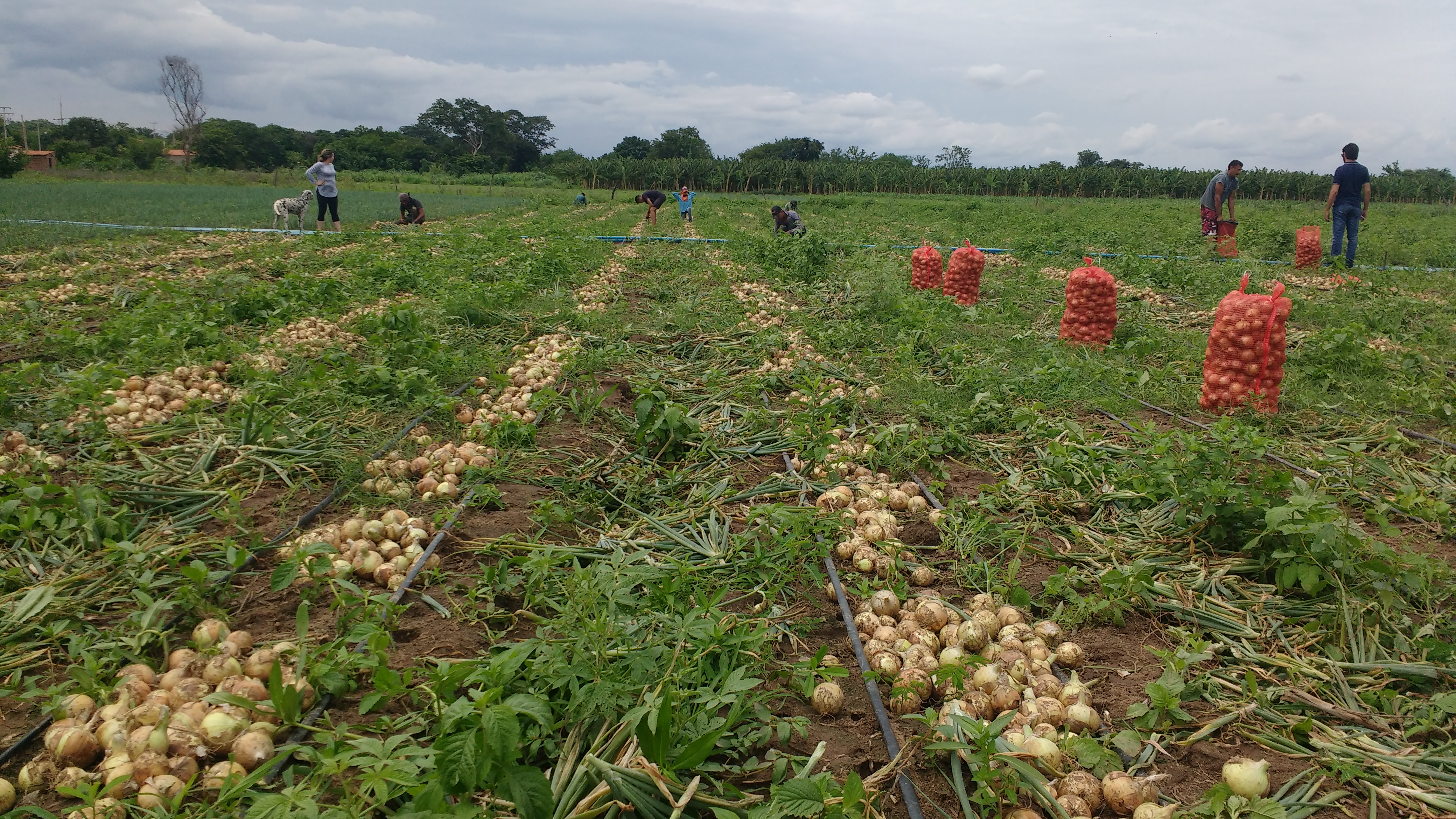 Ematerce orienta o cultivo da cebola em Mauriti
